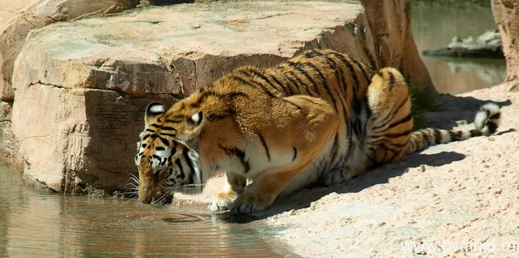 Тигр в парке Терра Натура Бенидорм