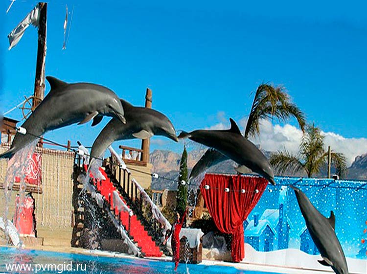 Шоу дельфинов - фото