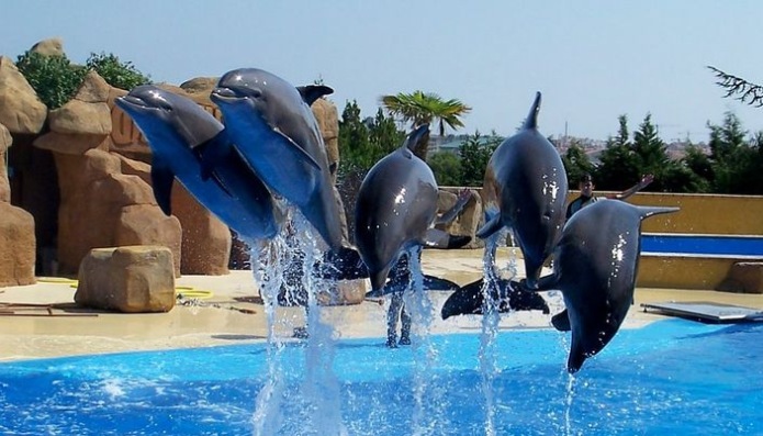 Дельфинарий в аквапарке - фото