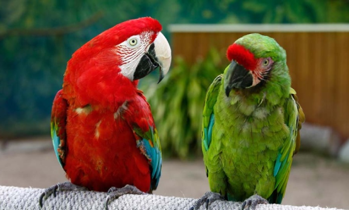 Шоу попугаев в аквапарке - фото